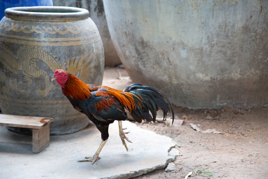 Isaan Thailand - Photo Charlotte Mesman