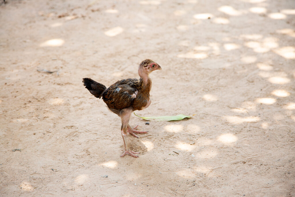 Isaan Thailand - Photo Charlotte Mesman