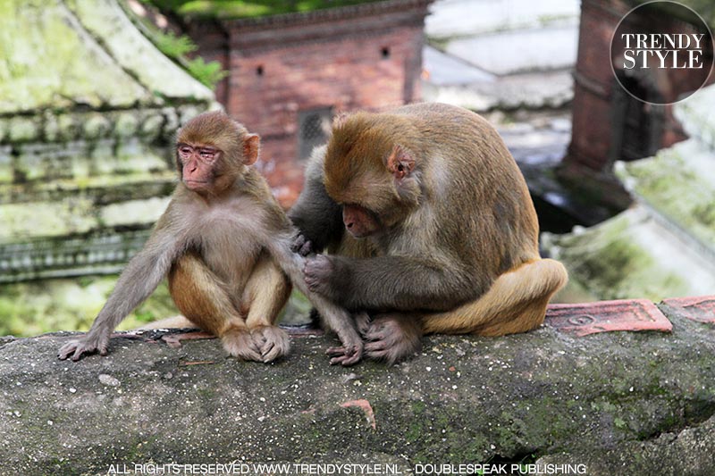 Monkeys in Kathmandu, Nepal - Photo Charlotte Mesman