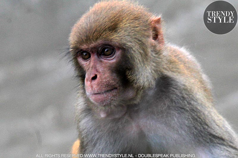 Monkeys in Kathmandu, Nepal - Photo Charlotte Mesman