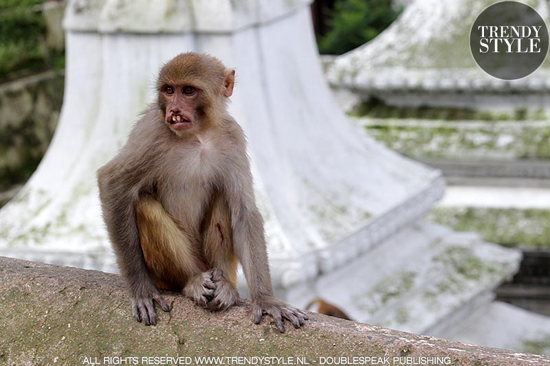 Monkeys in Kathmandu, Nepal - Photo Charlotte Mesman
