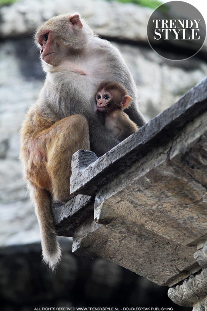 Monkeys in Kathmandu, Nepal - Photo Charlotte Mesman